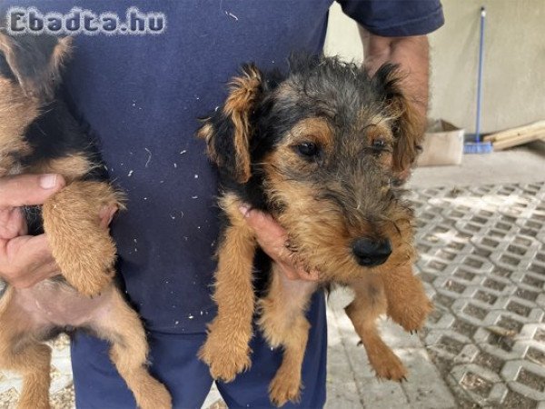 Welsh terrier kölykök