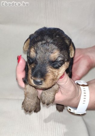 Welsh terrier kiskutyák