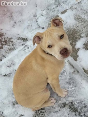 Amerikai staffordshire terrier kölyök