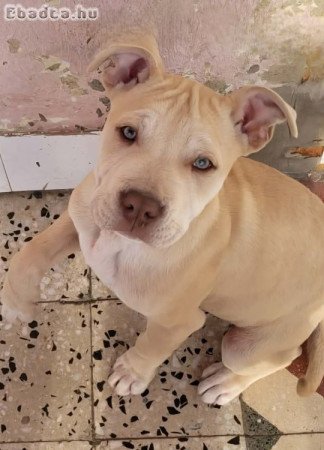 Amerikai staffordshire terrier kölyök