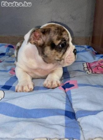 Angol bulldog, gyönyörű kölykök