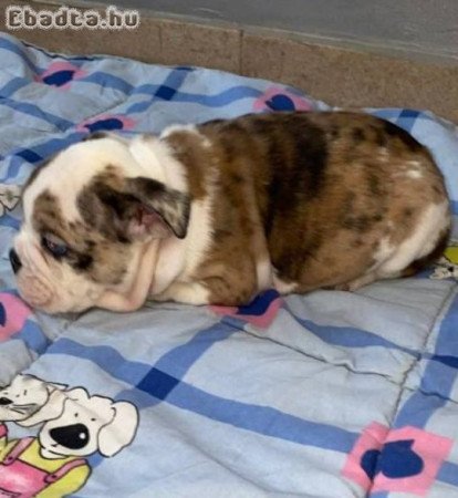 Angol bulldog, gyönyörű kölykök