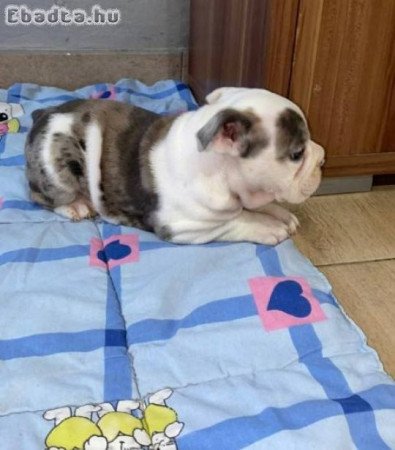 Angol bulldog, gyönyörű kölykök