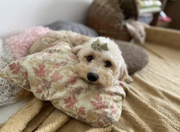 Maltipoo maltai es torpe uszkar