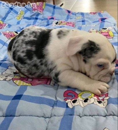 Angol bulldog, gyönyörű kölykök