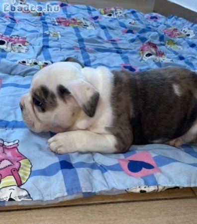 Angol bulldog, gyönyörű kölykök