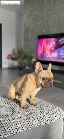 Eladó francia bulldog kisfiú!