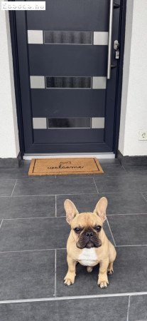 Eladó francia bulldog kisfiú!