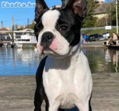 Boston terrier kennel