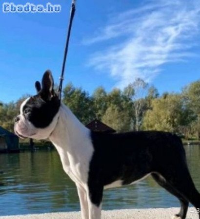 Boston terrier kennel