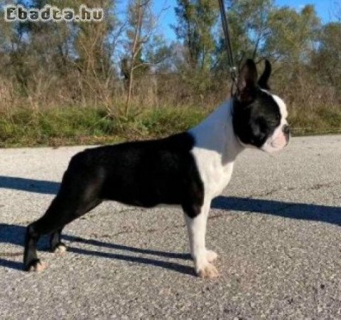 Boston terrier kennel