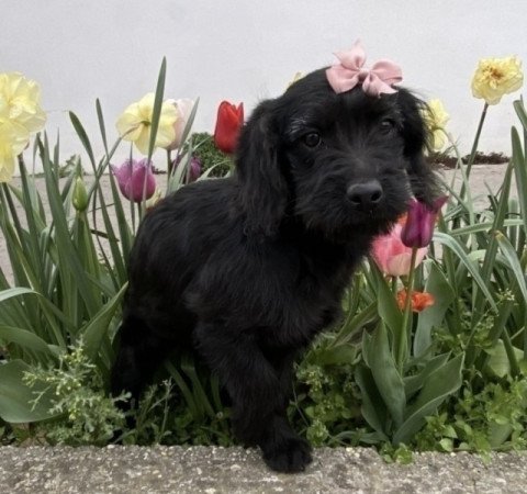 Labradoodle labrador es uszkar