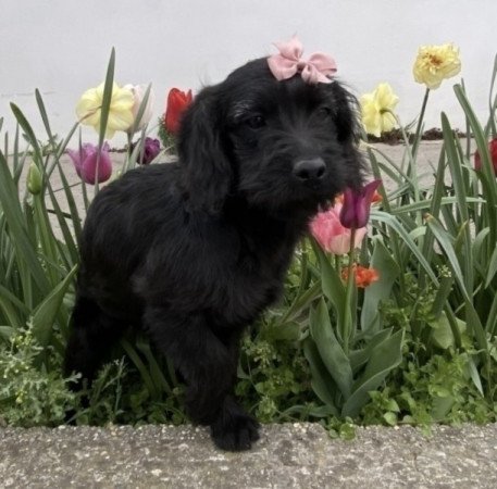 Labradoodle labrador es uszkar