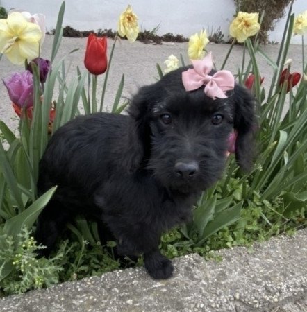 Labradoodle labrador es uszkar