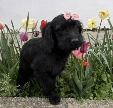 Labradoodle labrador es uszkar