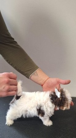 Bíró Yorki fiú eladó