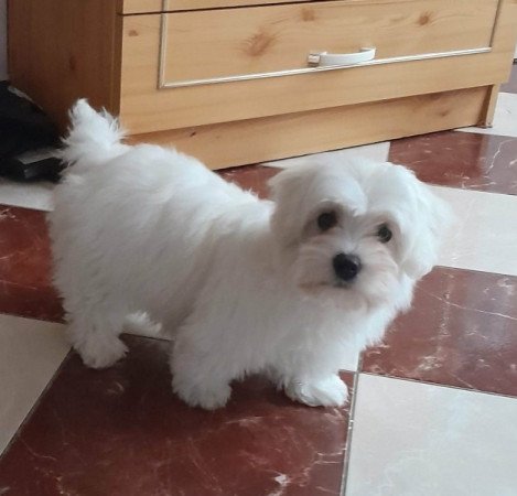 Máltai selyemszőrű