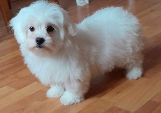 Máltai selyemszőrű