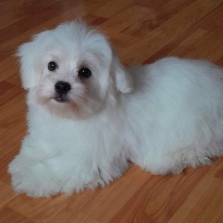 Máltai selyemszőrű