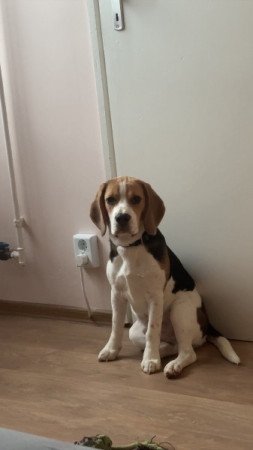Beagle