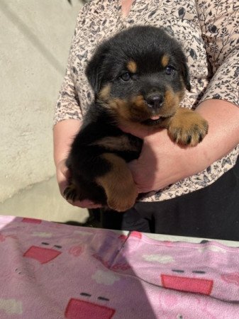 Rottweiler