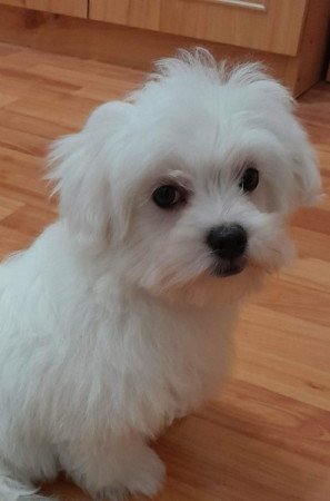 Máltai selyemszőrű