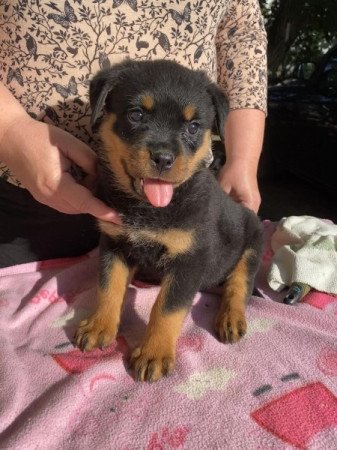 Rottweiler