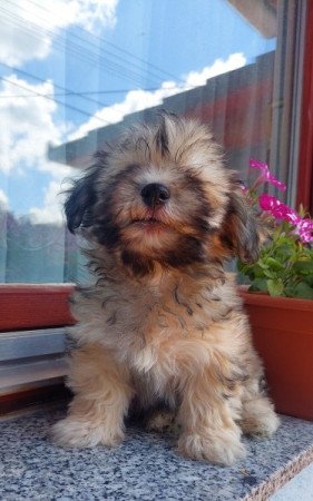 Bishon havanese