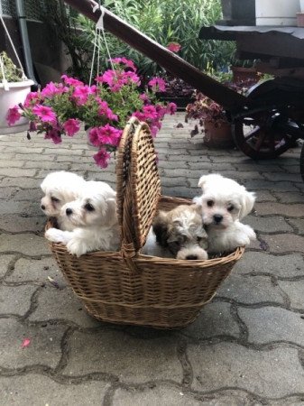 Bichon Havanese