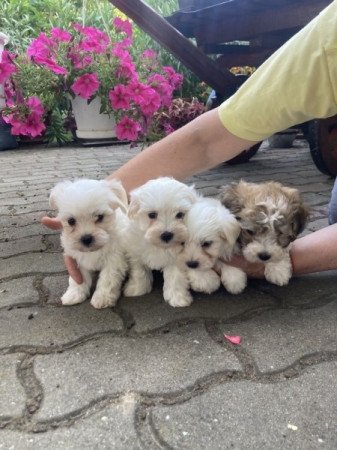 Bichon Havanese