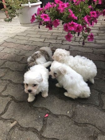 Bichon Havanese