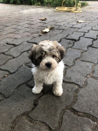 Bichon Havanese