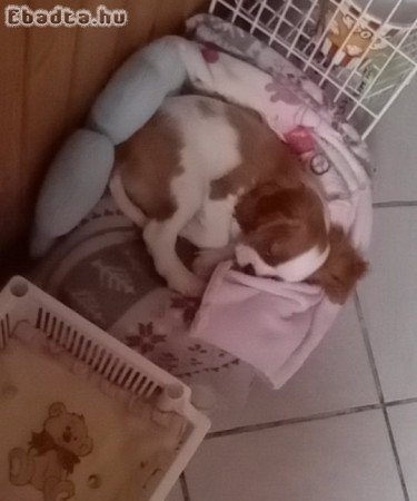 Cavalier king charles spániel