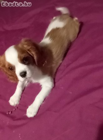 Cavalier king charles spániel