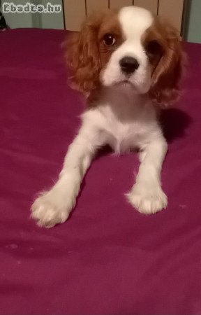 Cavalier king charles spániel