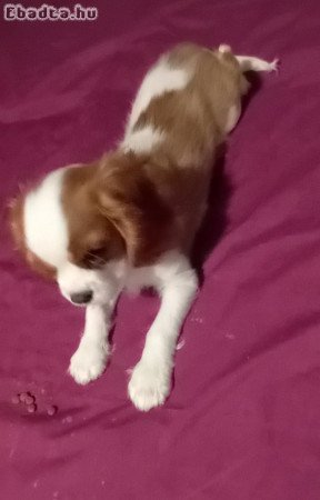 Cavalier king charles spániel