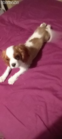 Cavalier king charles spániel