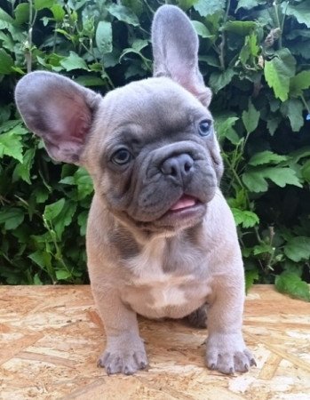 Francia bulldog