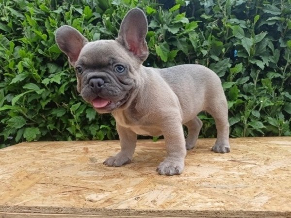 Francia bulldog