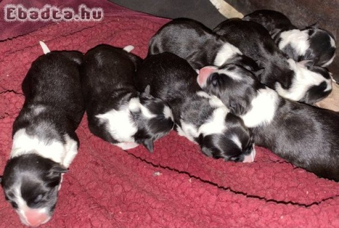 Border Collie kiskutyák