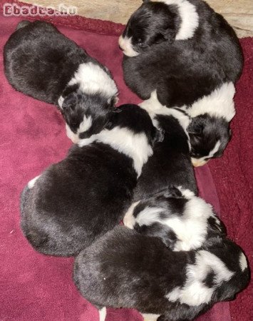 Border Collie kiskutyák