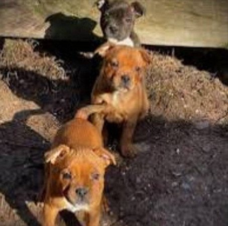 Staffordshire terrier