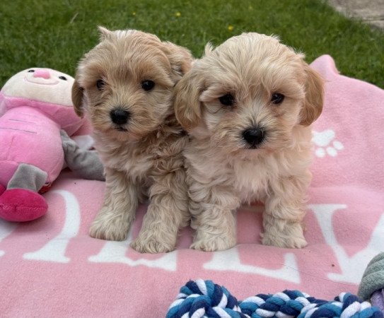 Maltipoo