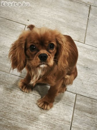 Cavalier king charles spániel kislány