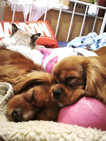 Cavalier king charles spániel kislány