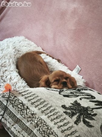 Cavalier king charles spániel kislány