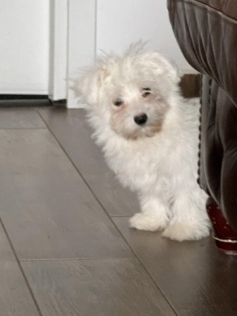 Bichon havanese