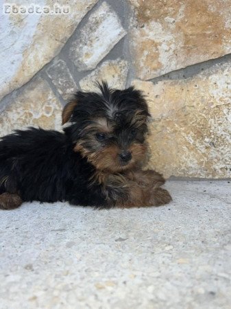 Yorkshire Terrier bébik