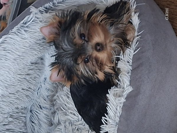 Yorkshire terrier