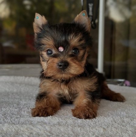 Mini Yorkie
